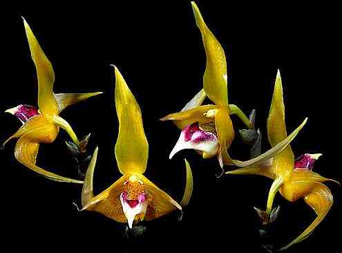 Bulbophyllum uniflorum